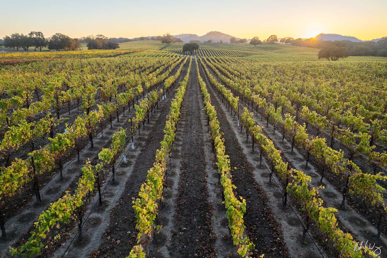 Fall Sunset Over Alexander Valley AVA, Sonoma County, California, photo