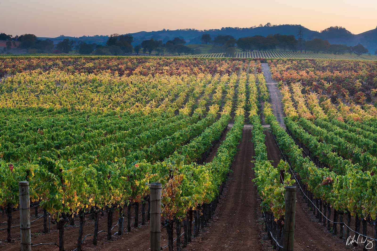 Alexander Vineyard Fall Colors, Sonoma County, California, photo