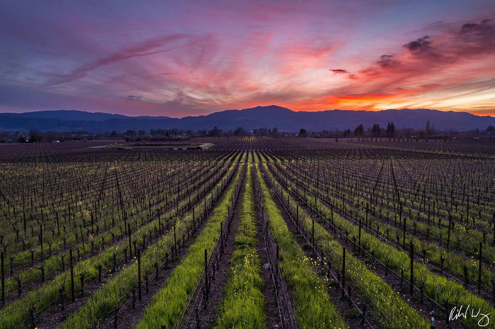 Napa Valley Winter Sunset, California, photo