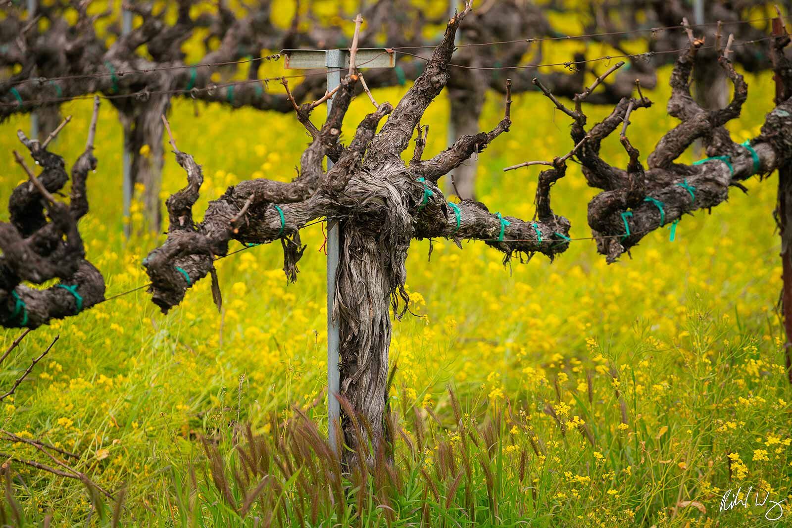 Old Vines Old Vines & Mustard Bloom in Vineyard, Oakville, California, photo