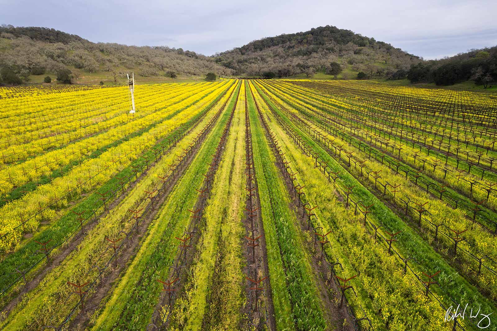 Winter Mustard Vineyard Aerial Drone View, Yountville, California, photo