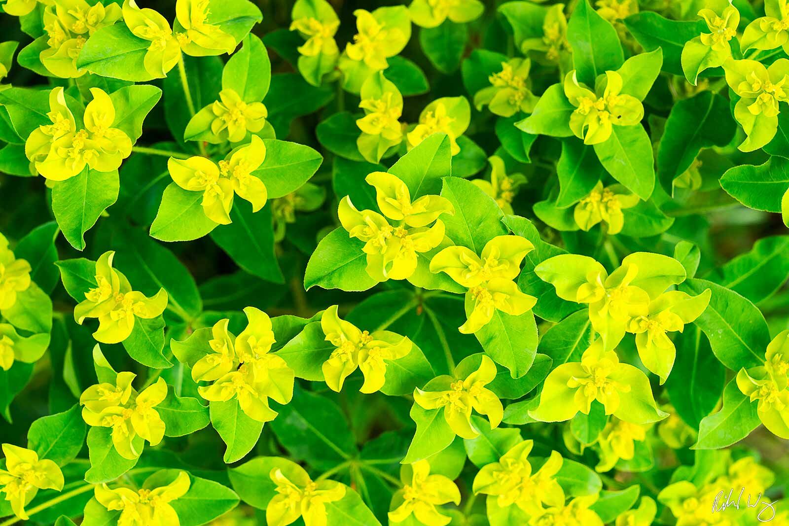 Euphorbia Cornigera Wildflowers, Berkeley Hills, California, photo