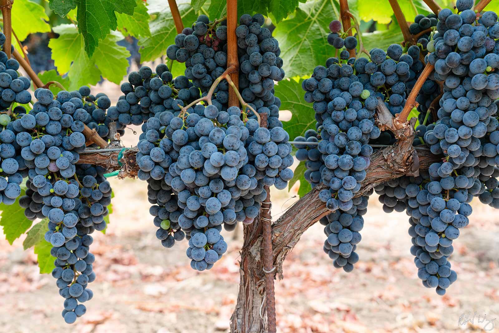 Oak Knoll Cabernet Sauvignon Grapes Veraison, Napa, California, photo