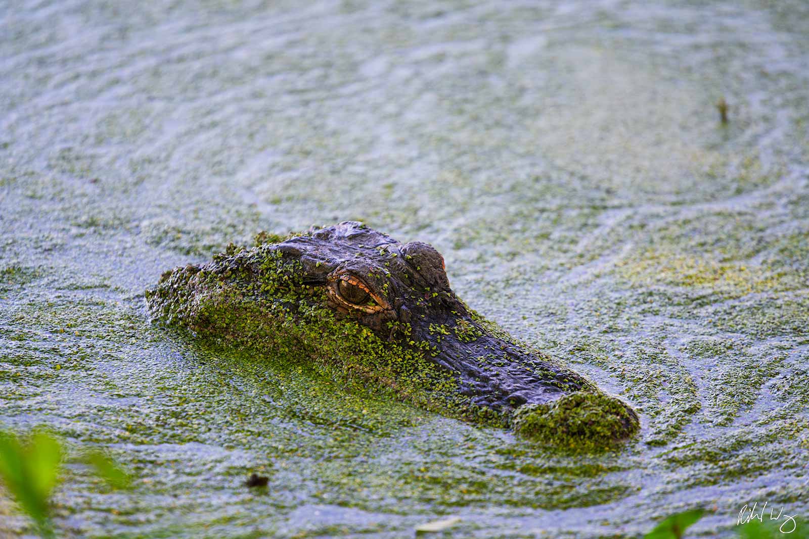 Alligator at Audobon Swamp Garden, South Carolina, photo