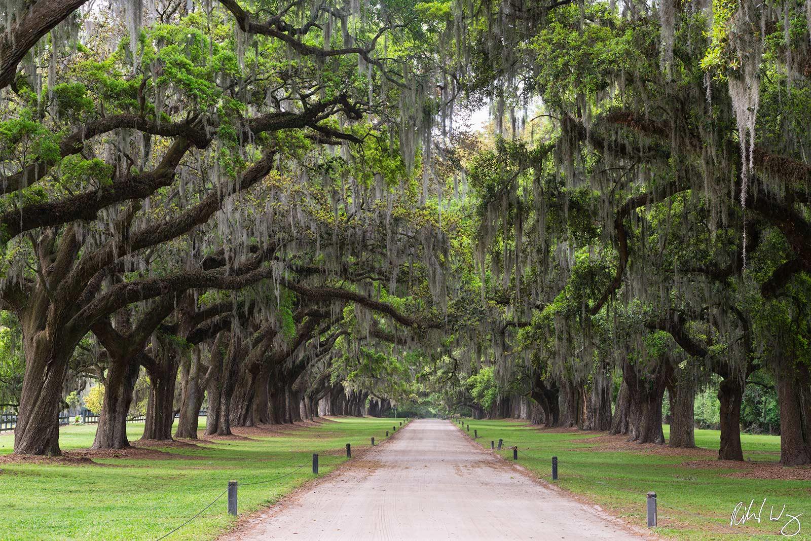 Avenue of the Oaks, Boone Hall Plantation, South Carolina, photo