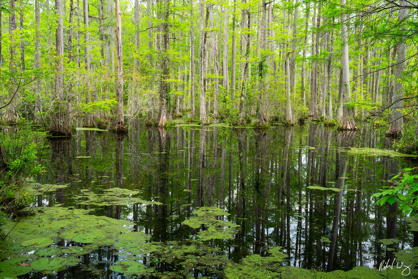 Cypress Gardens, Moncks Corner, South Carolina, photo
