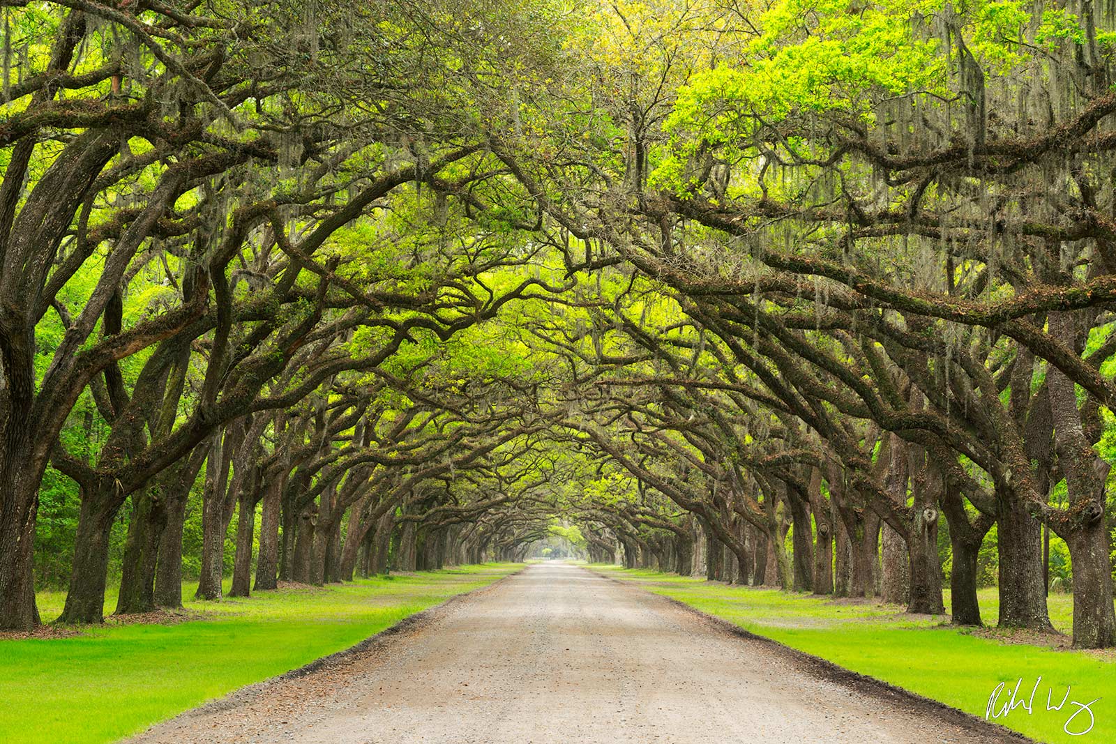 Oak Avenue at Wormsloe Plantation, Savannah, Georgia, photo