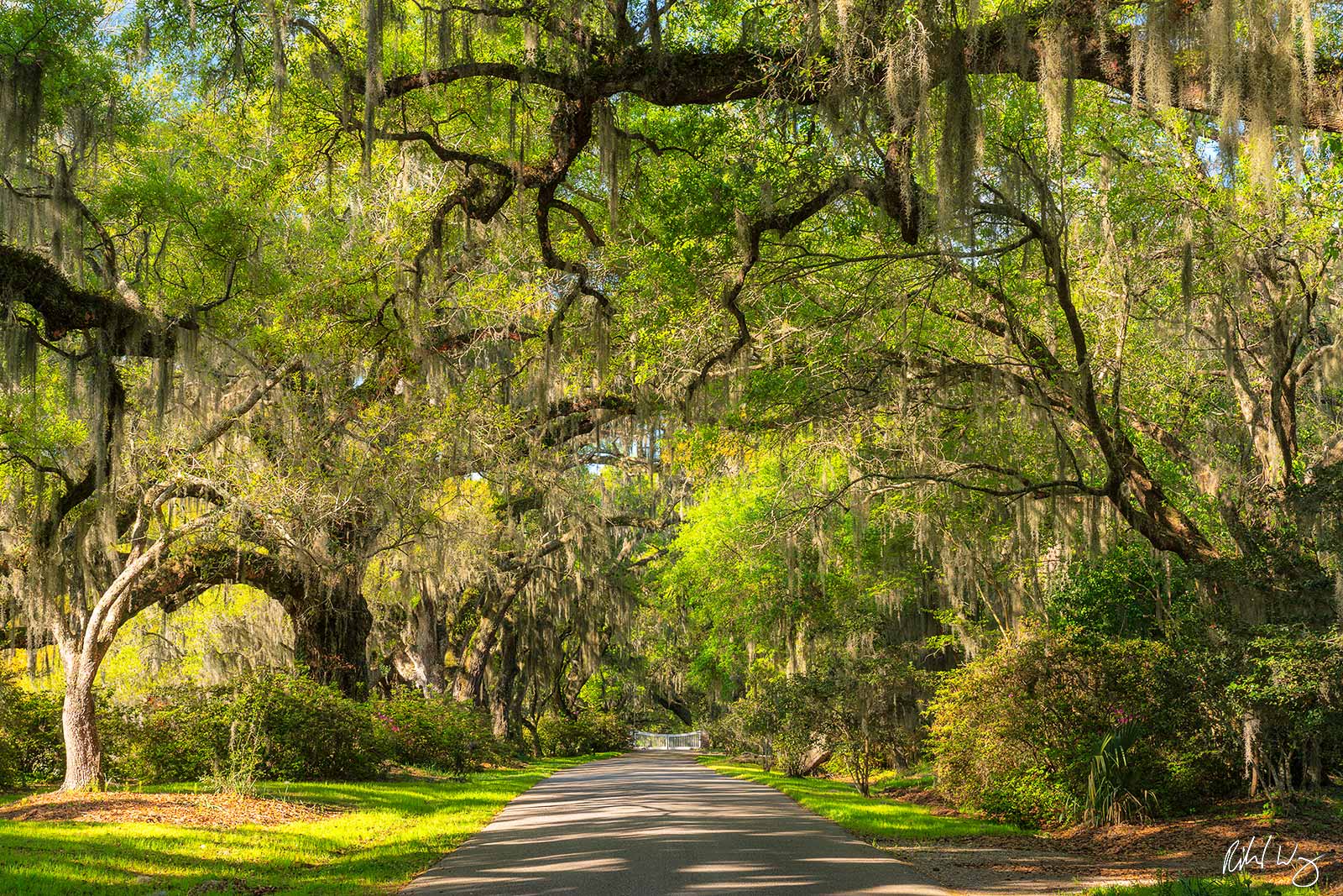 Southern Live Oak Driveway at Magnolia Plantation & Gardens, Charleston, South Carolina, photo