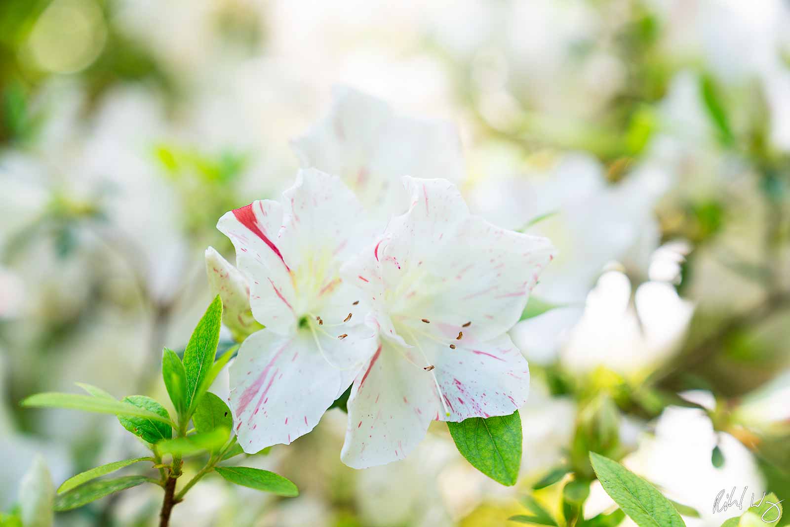 White Azaleas at Magnolia Plantation & Gardens, Charleston, South Carolina, photo