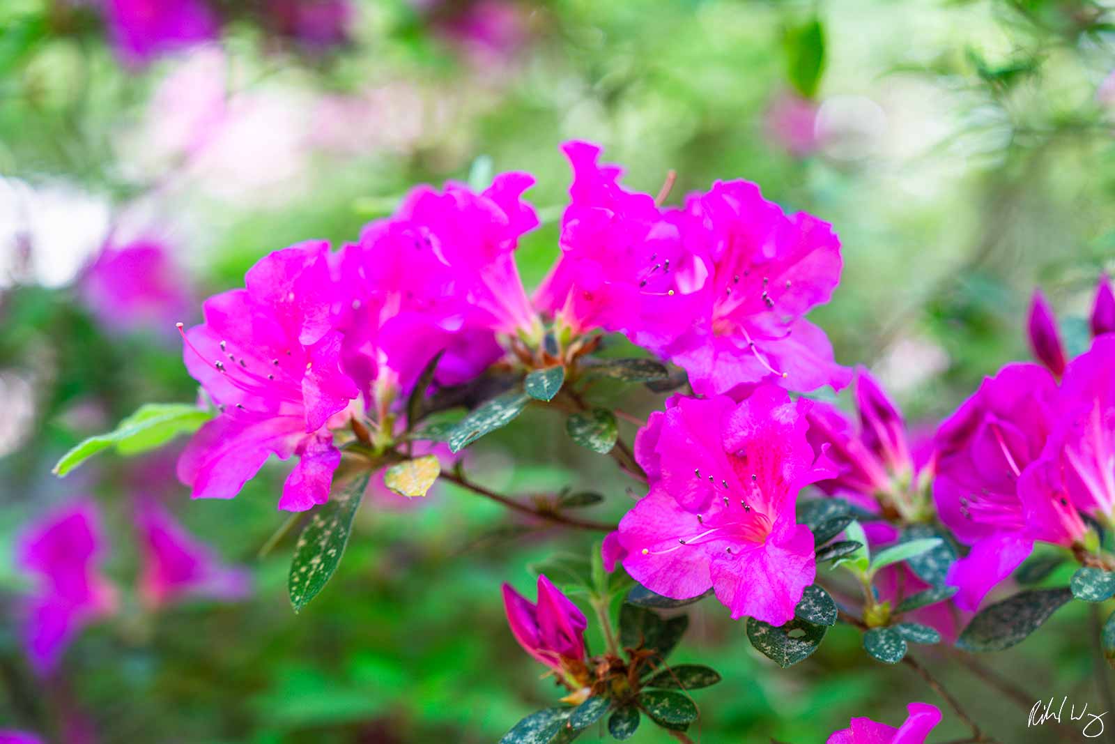 Pink Azaleas at Magnolia Plantation & Gardens, South Carolina, photo