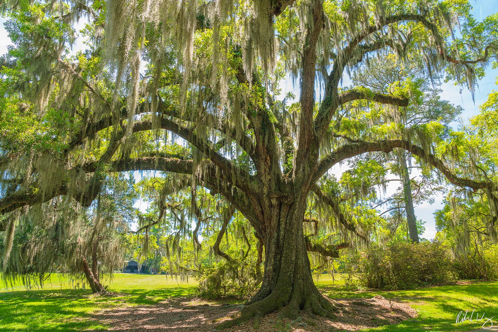 Southern Live Oak Tree at Magnolia Plantation & Gardens, South Carolina, photo