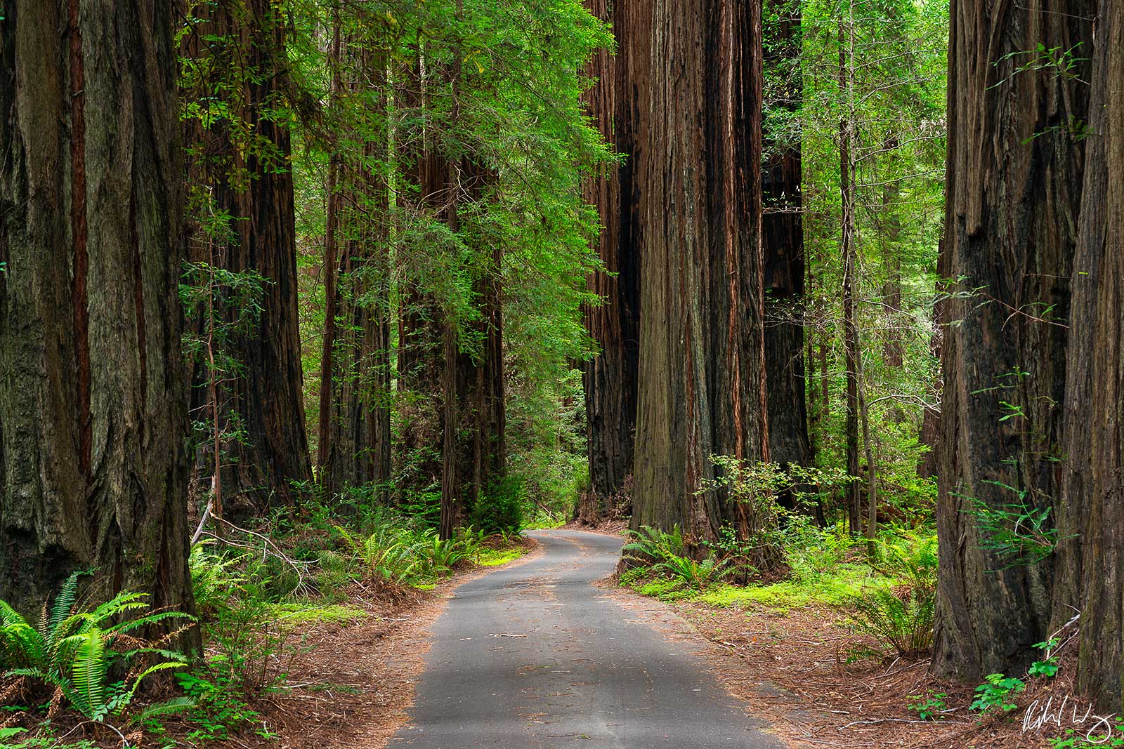 California Federation of Womens Clubs Grove, photo