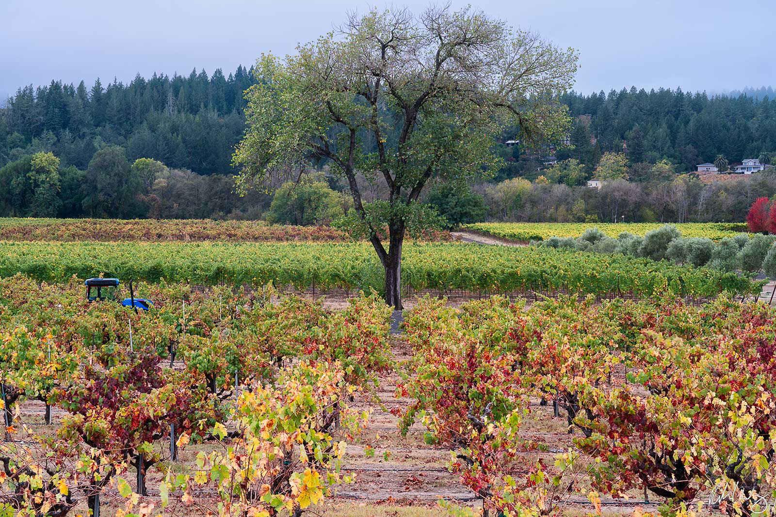 Dry Creek Valley Fall Colors, Sonoma County, California photo