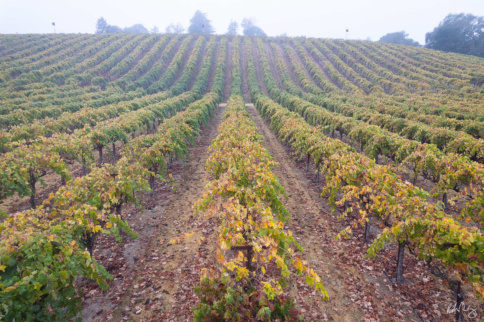 Russian River AVA Fall Colors in Fog, Sonoma County, California photo