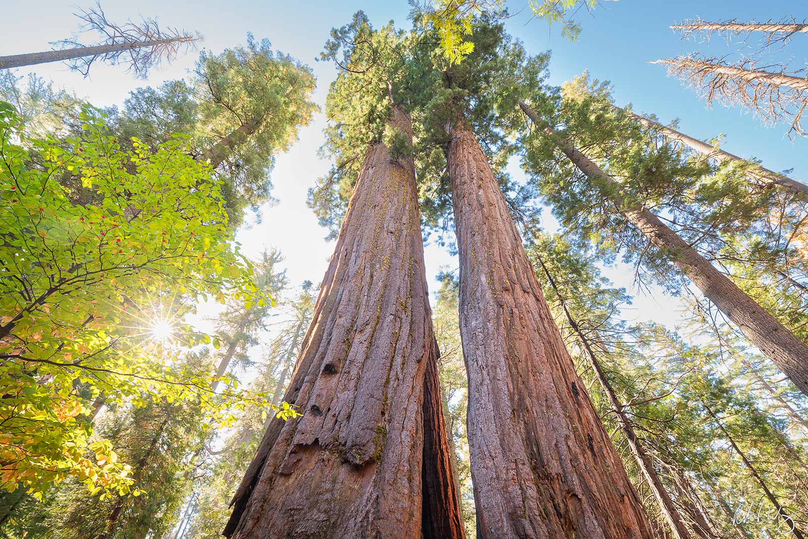 Giant Sequoia Trees & Dogwood, Calaveras Big Trees State Park, California photo