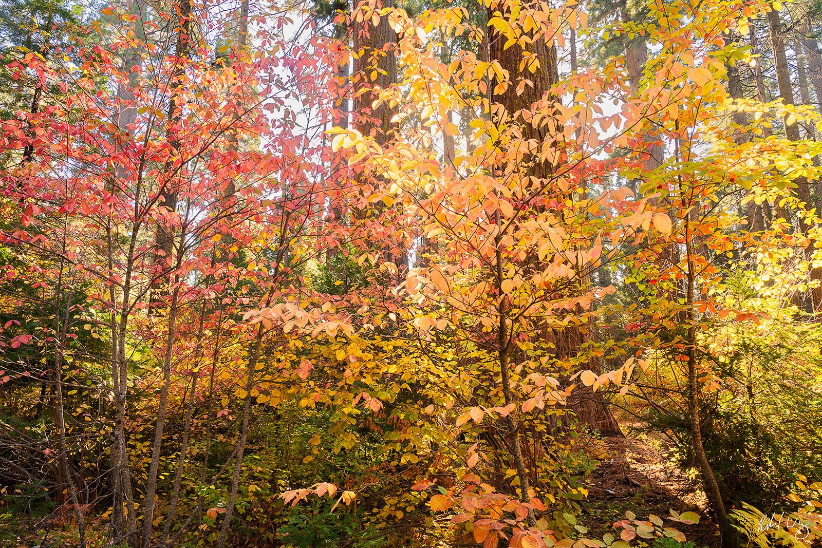 Dogwood Peak Fall Colors, Calaveras Big Trees State Park, California photo
