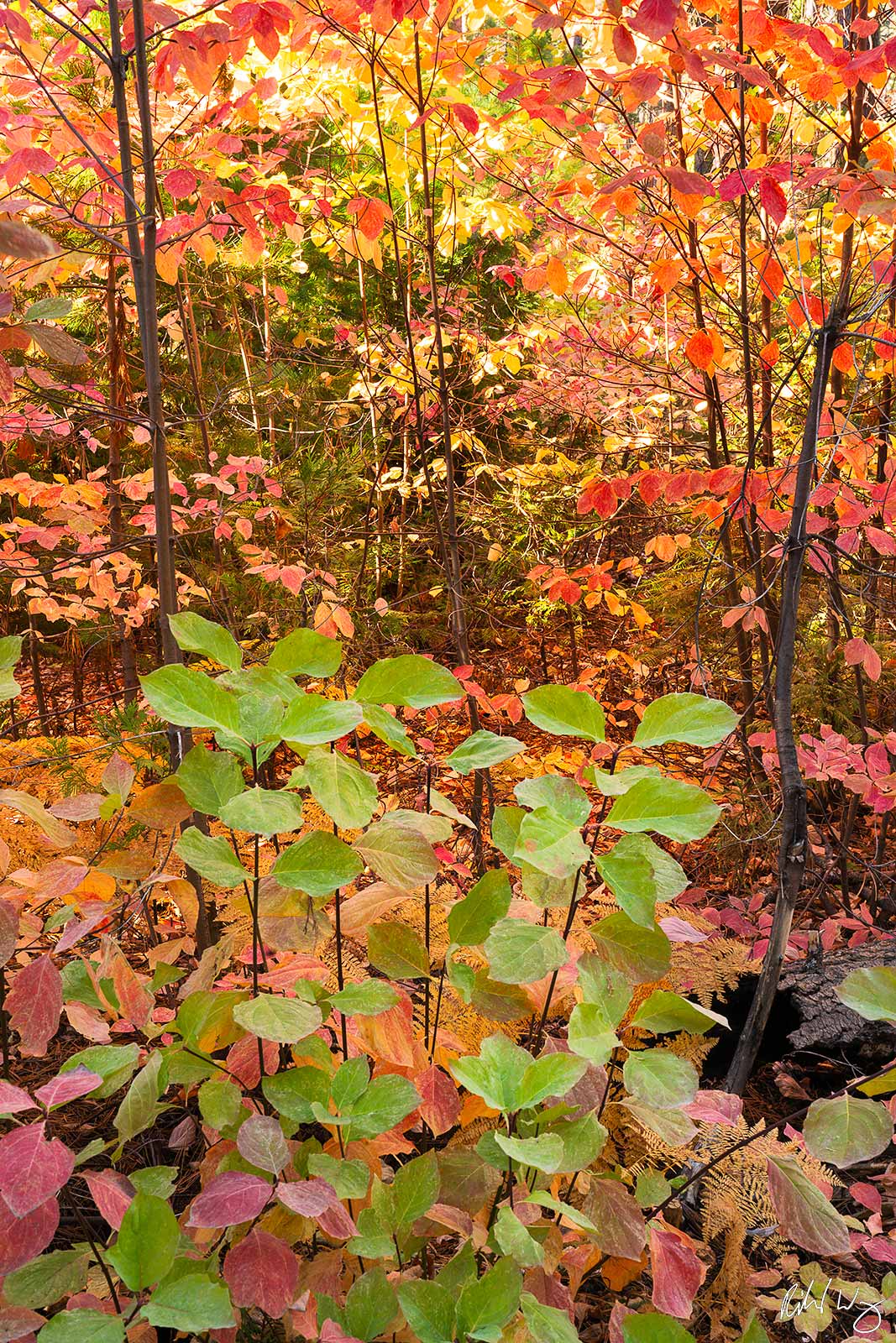 Dogwood Peak Fall Colors, Calaveras Big Trees State Park, California photo