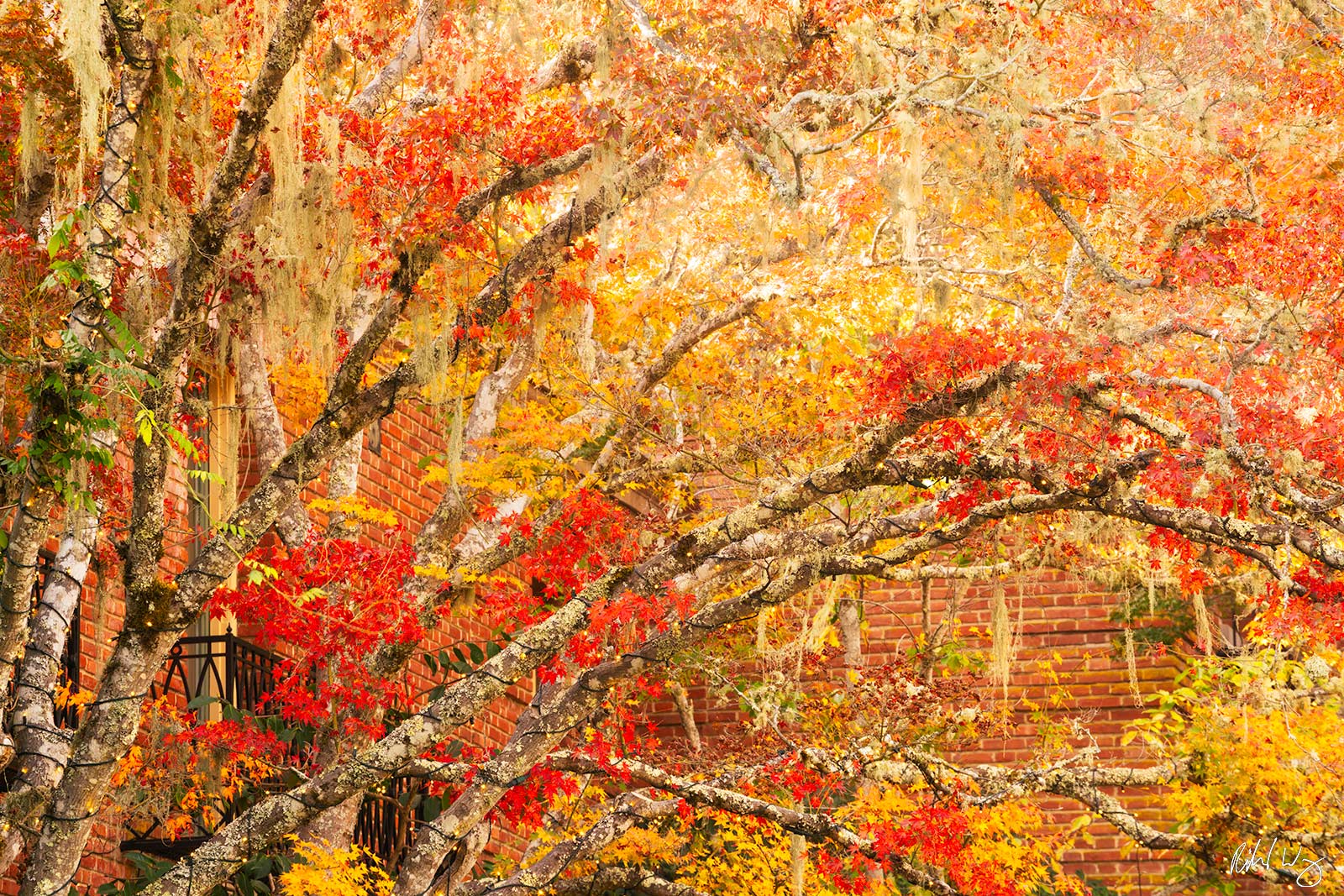 Fall Colors at Filoli Mansion, Woodside, California, photo