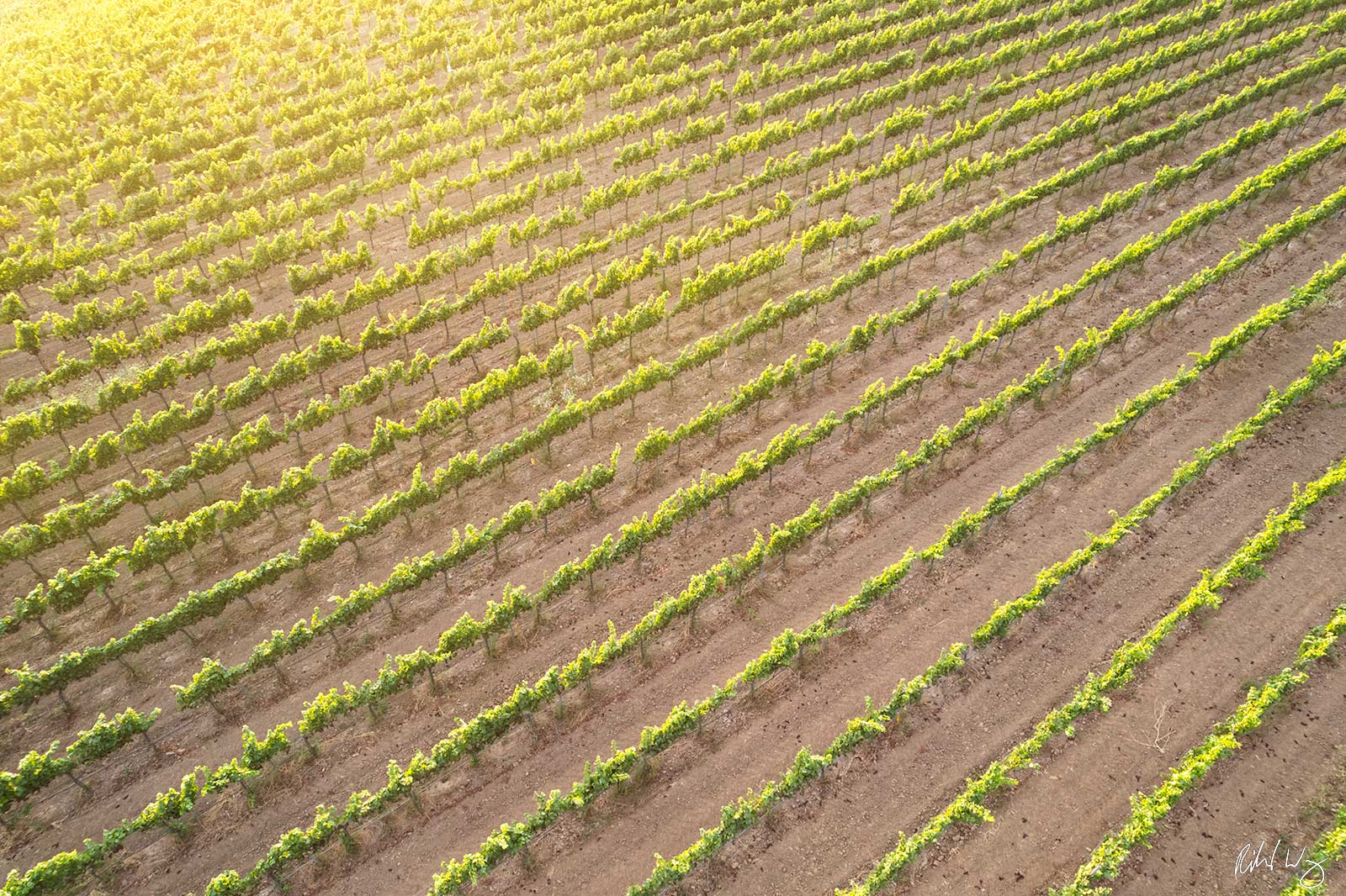 Pinot Noir Aerial Vineyard at Sunset, Carneros Region, California, photo