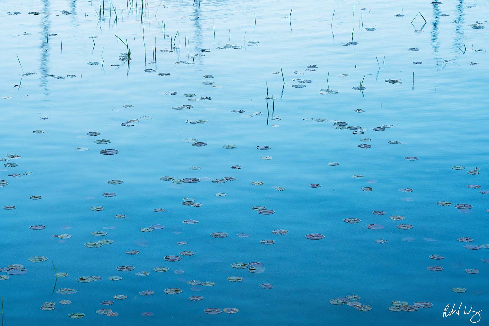 Otsego Lake Lily Pads in Otsego Lake, Cooperstown, New York, photo