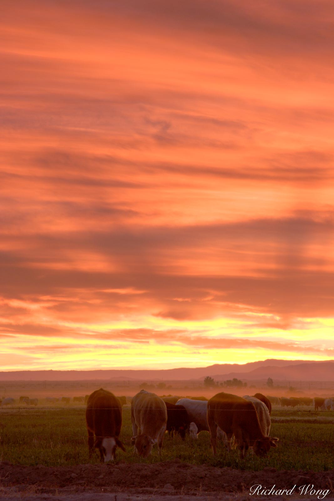 Cattle Grazing at Sunset, Sonny Bono Salton Sea National Wildlife Refuge, California