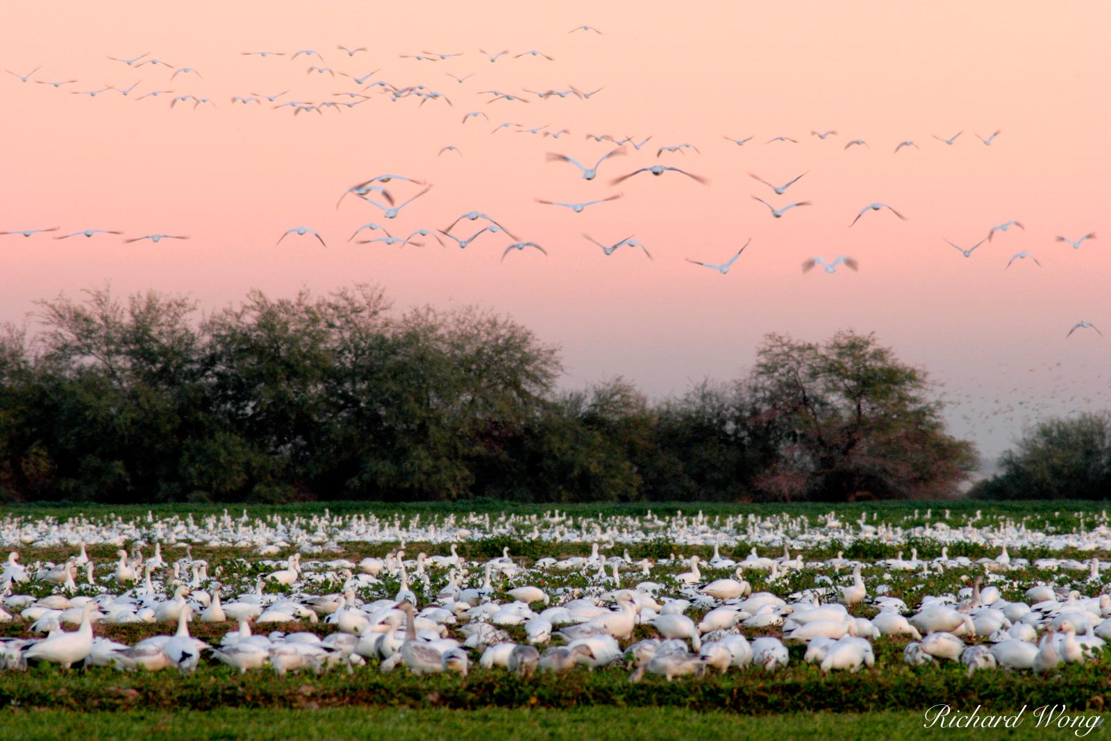 Flying Snow Geese at Twilight, Sonny Bono Salton Sea National Wildlife Refuge, Westmorland, California