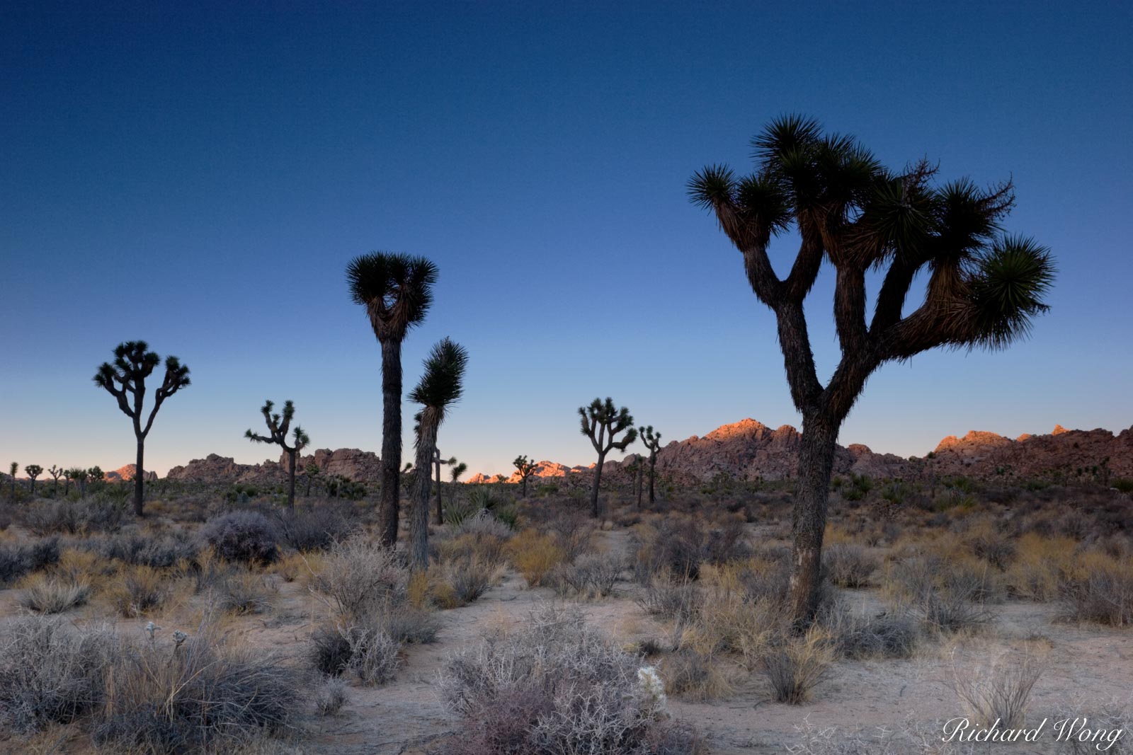 Joshua Trees and Last Light on Boulders, Joshua Tree National Park, California