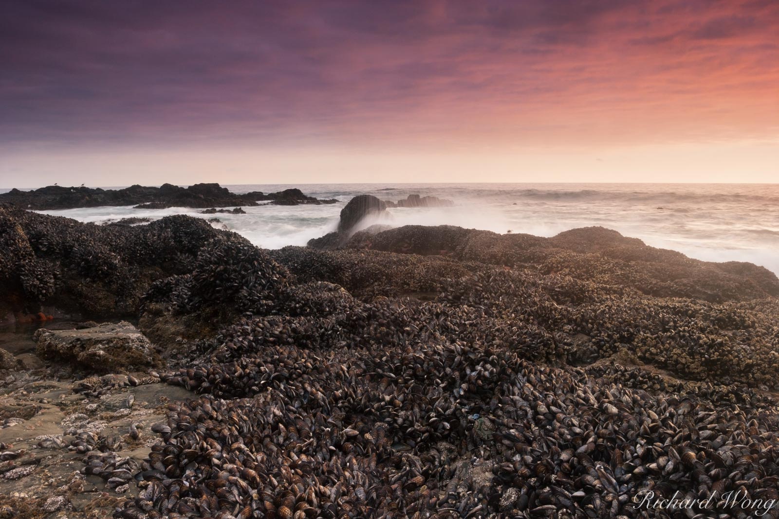 Tide Pool Wildlife, Laguna Beach, California, photo