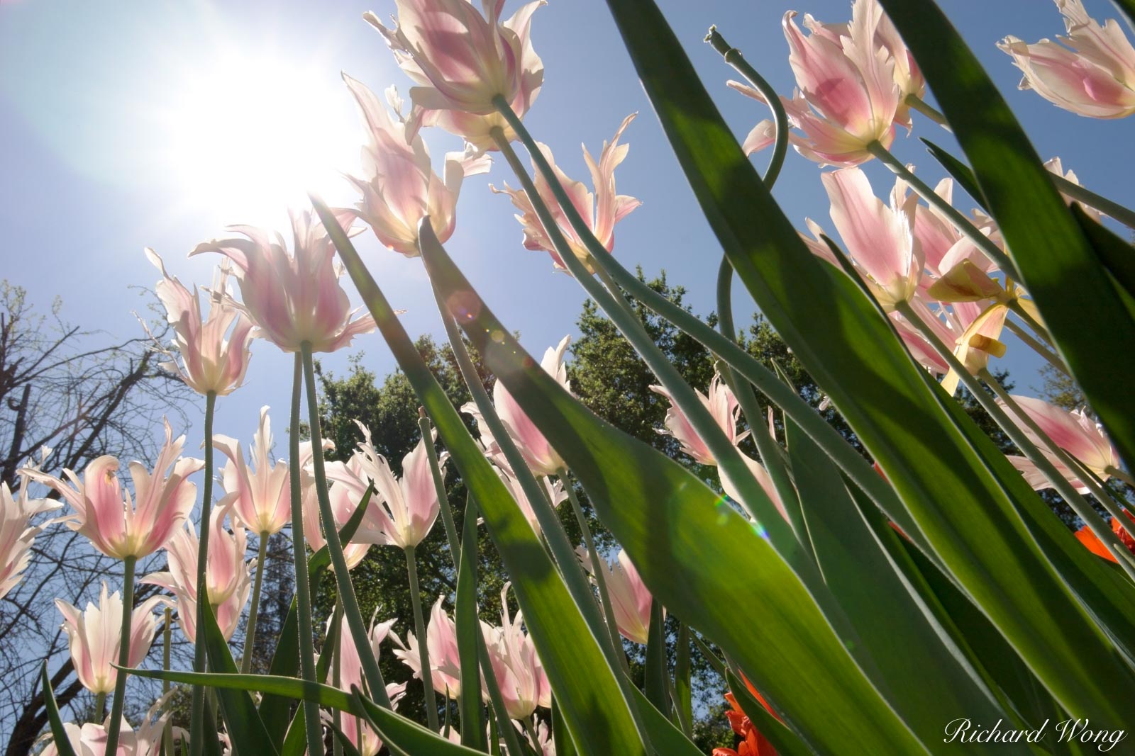 Tulips Basking in Sunshine at Descanso Garden, La Canada Flintridge, California Flowers generally follow the sunlight so I contorted...