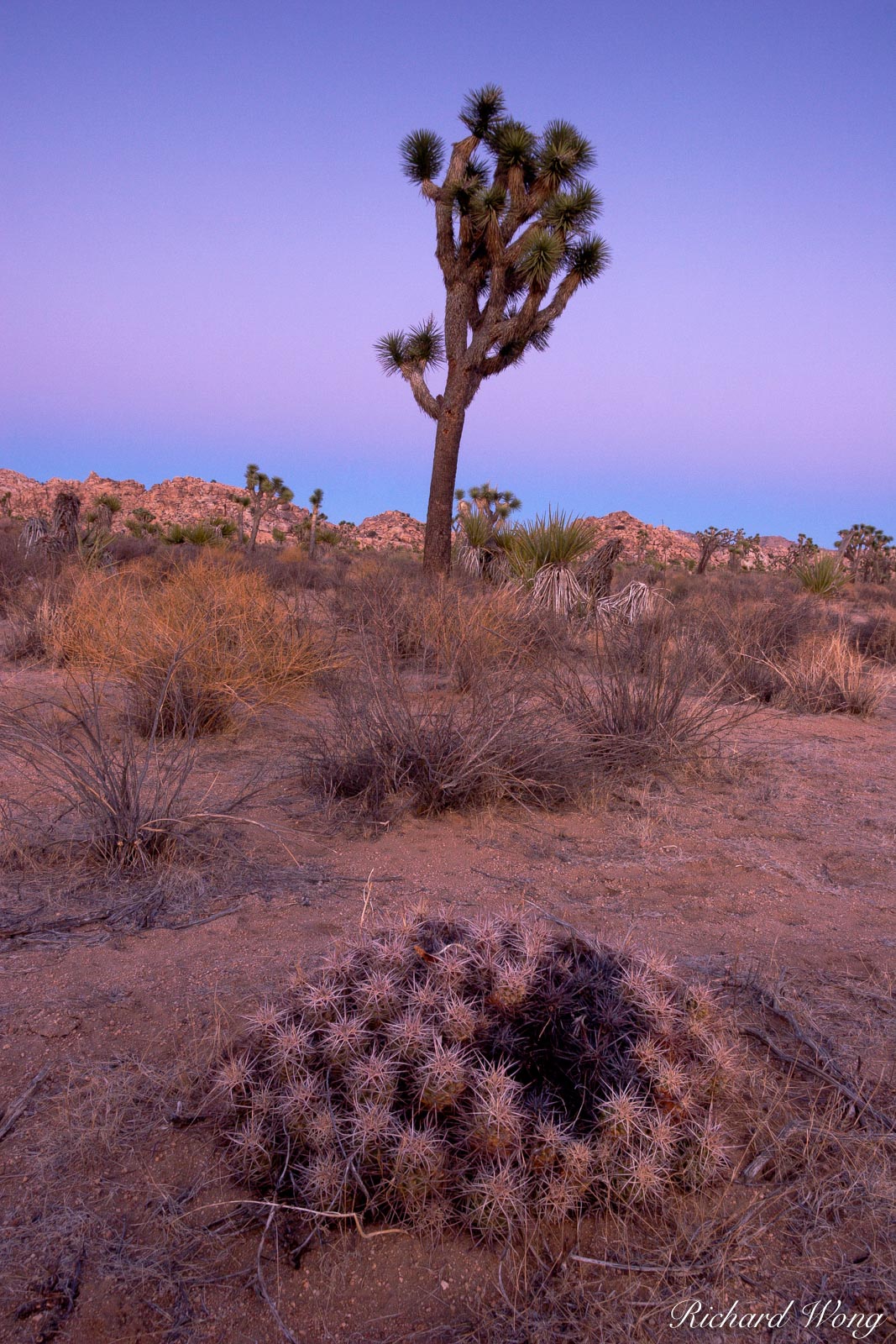 Barrel Cactus and Joshua Tree National Park, California