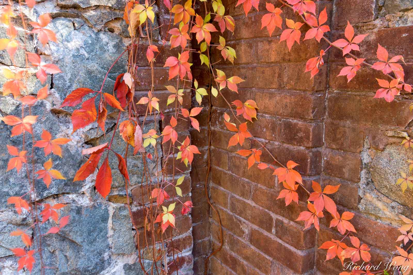Red Autumn Leaves Against Brick Wall, Empire Mine State Historic Park, Grass Valley, California