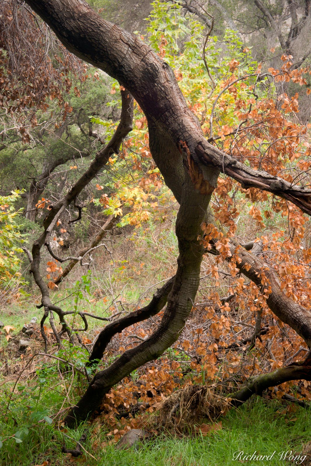 San Dimas Experimental Forest, San Gabriel Mountains, California