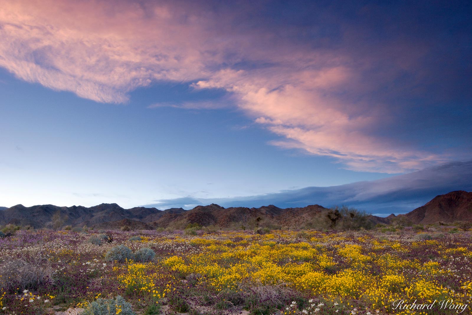 Spring Wildflowers, Joshua Tree National Park, California