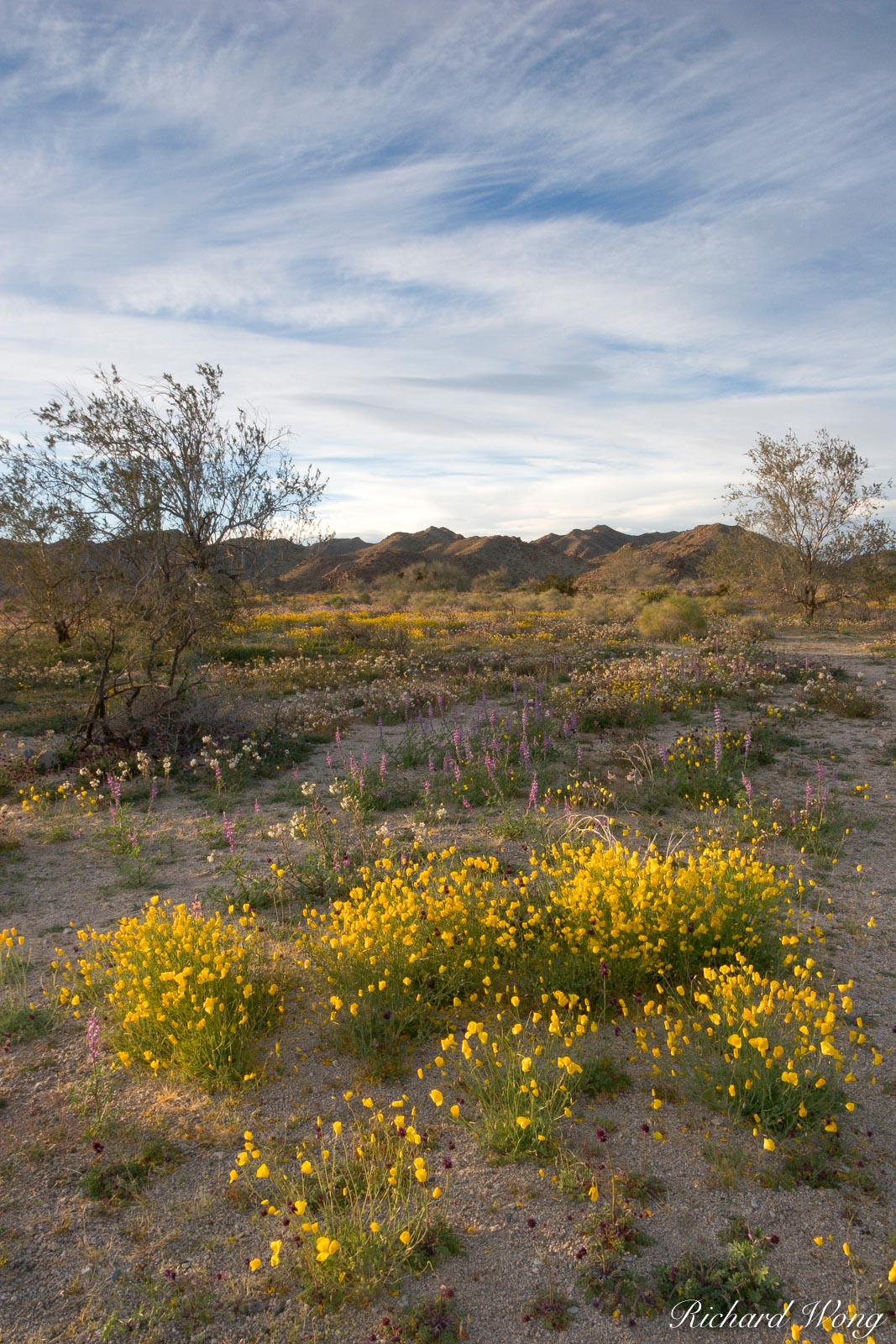 Spring Wildflowers, Joshua Tree National Park, California