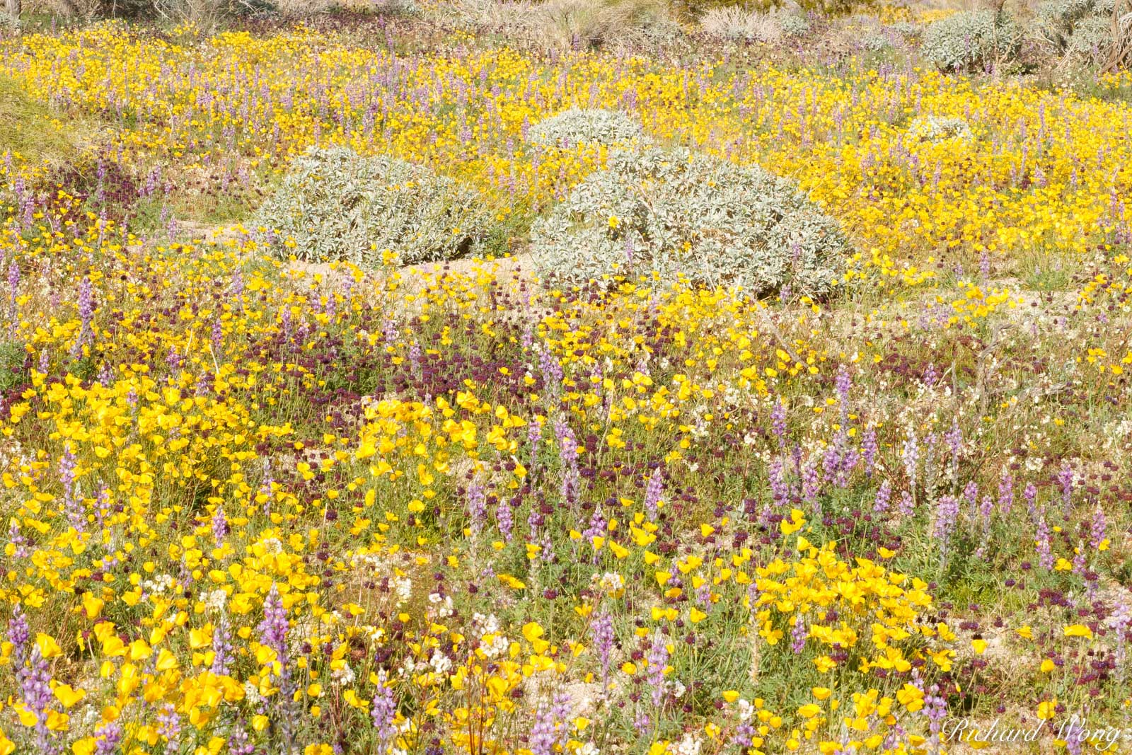 Golden Poppies and Lupine Spring Wildflowers, Joshua Tree National Park, California