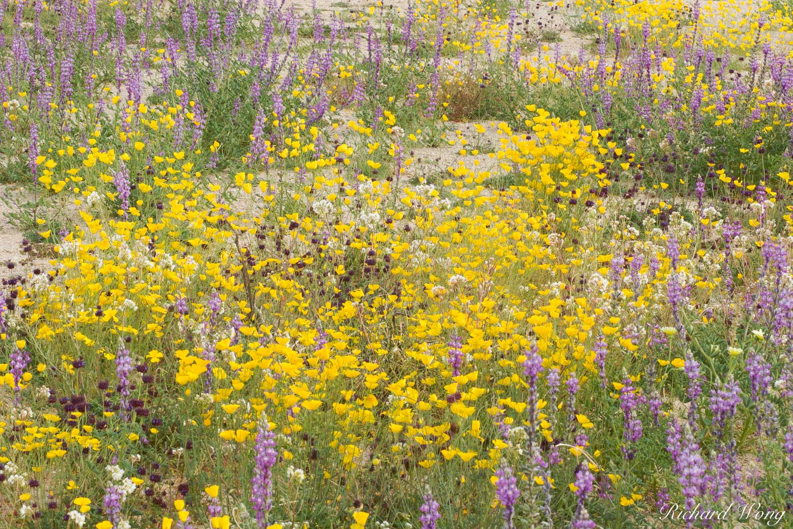 Spring Wildflowers, Joshua Tree National Park, California