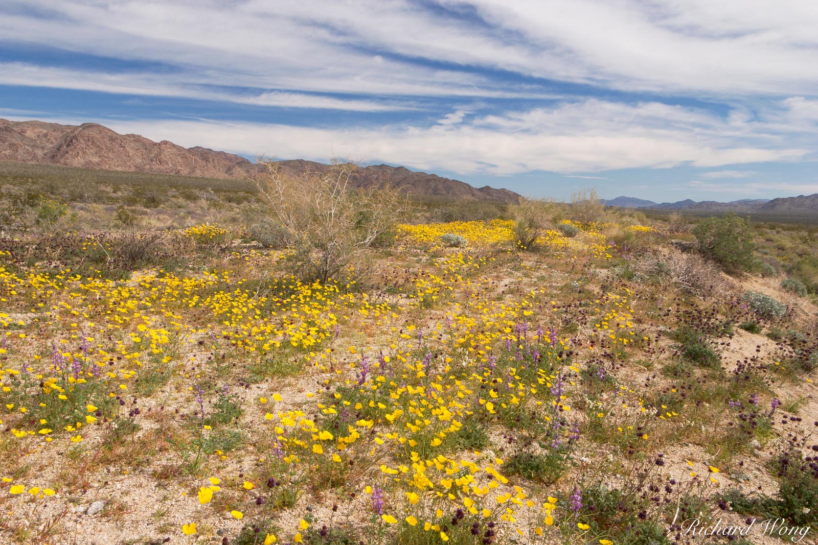 Golden Poppies and Lupines near Cottonwood Entrance, Joshua Tree National Park, California