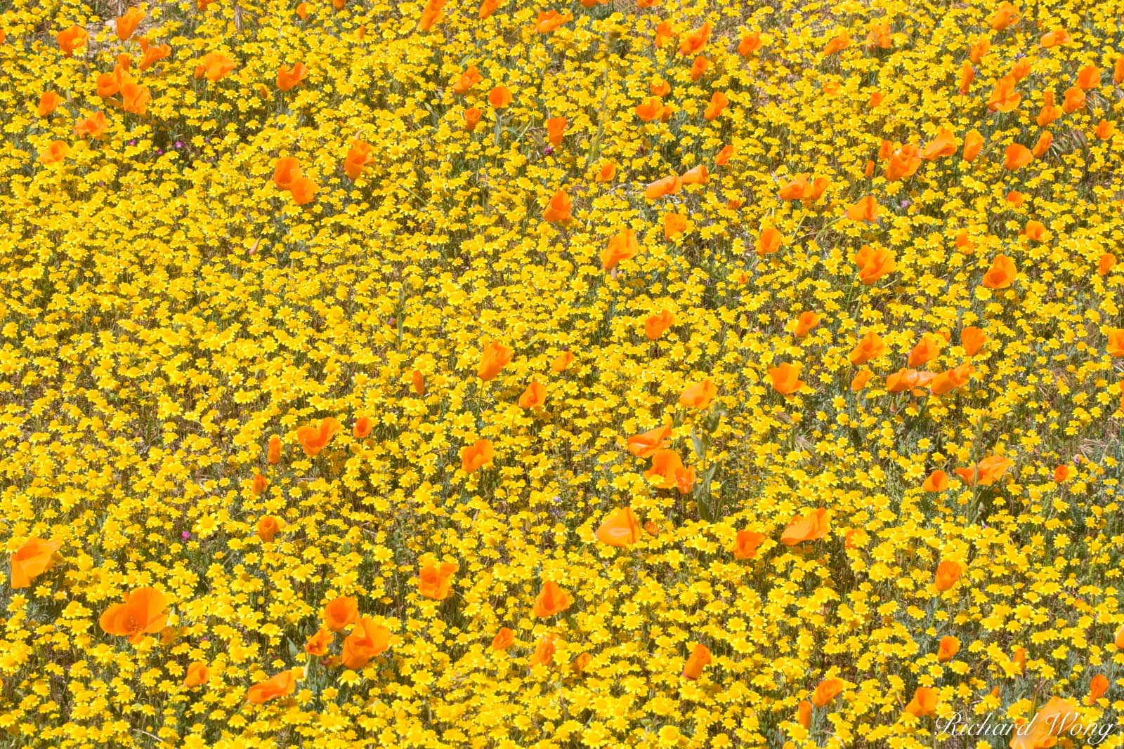 Goldfields and Golden Poppies, Antelope Valley Poppy Reserve, California, photo