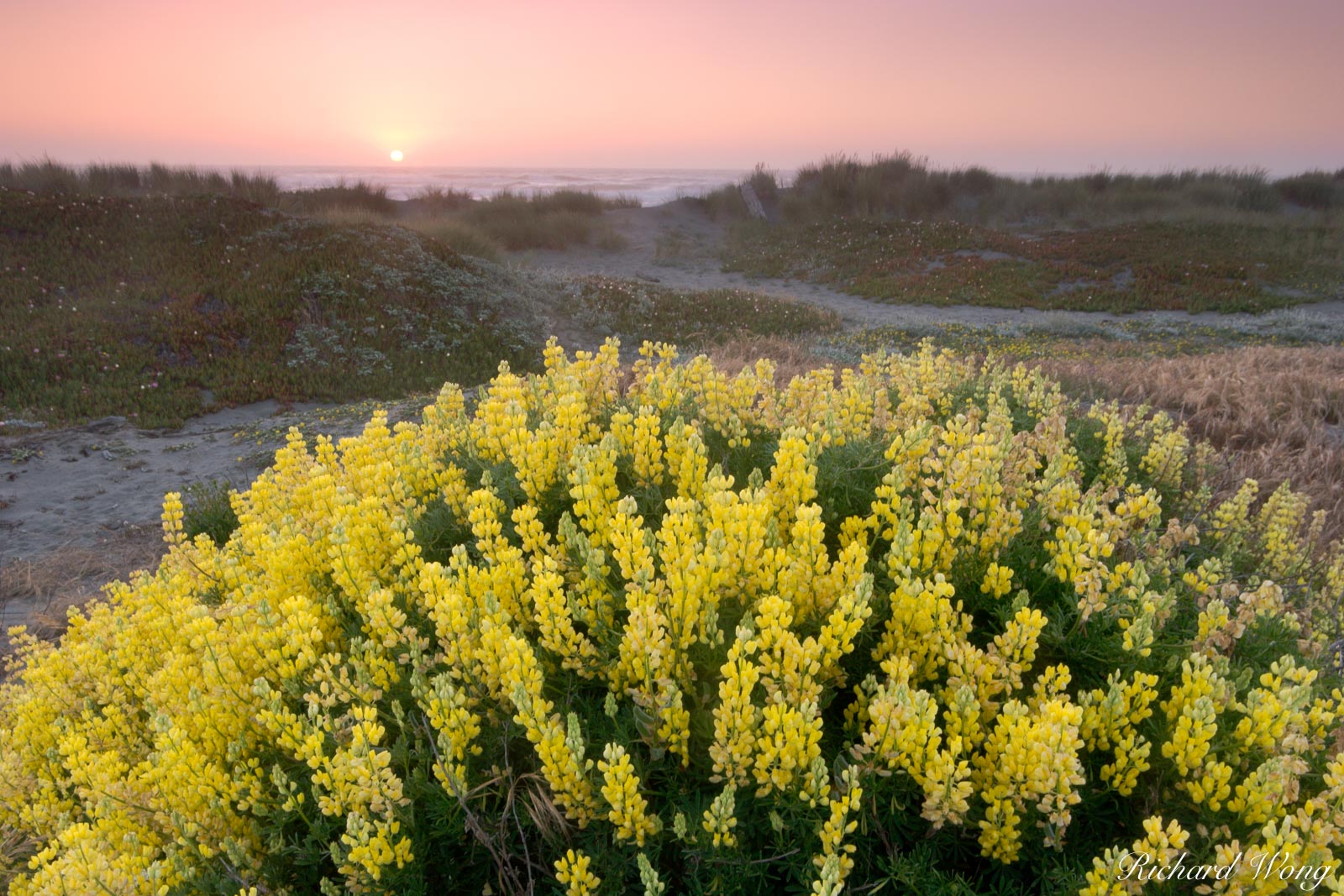 Samoa Dunes Recreation Area, California, photo