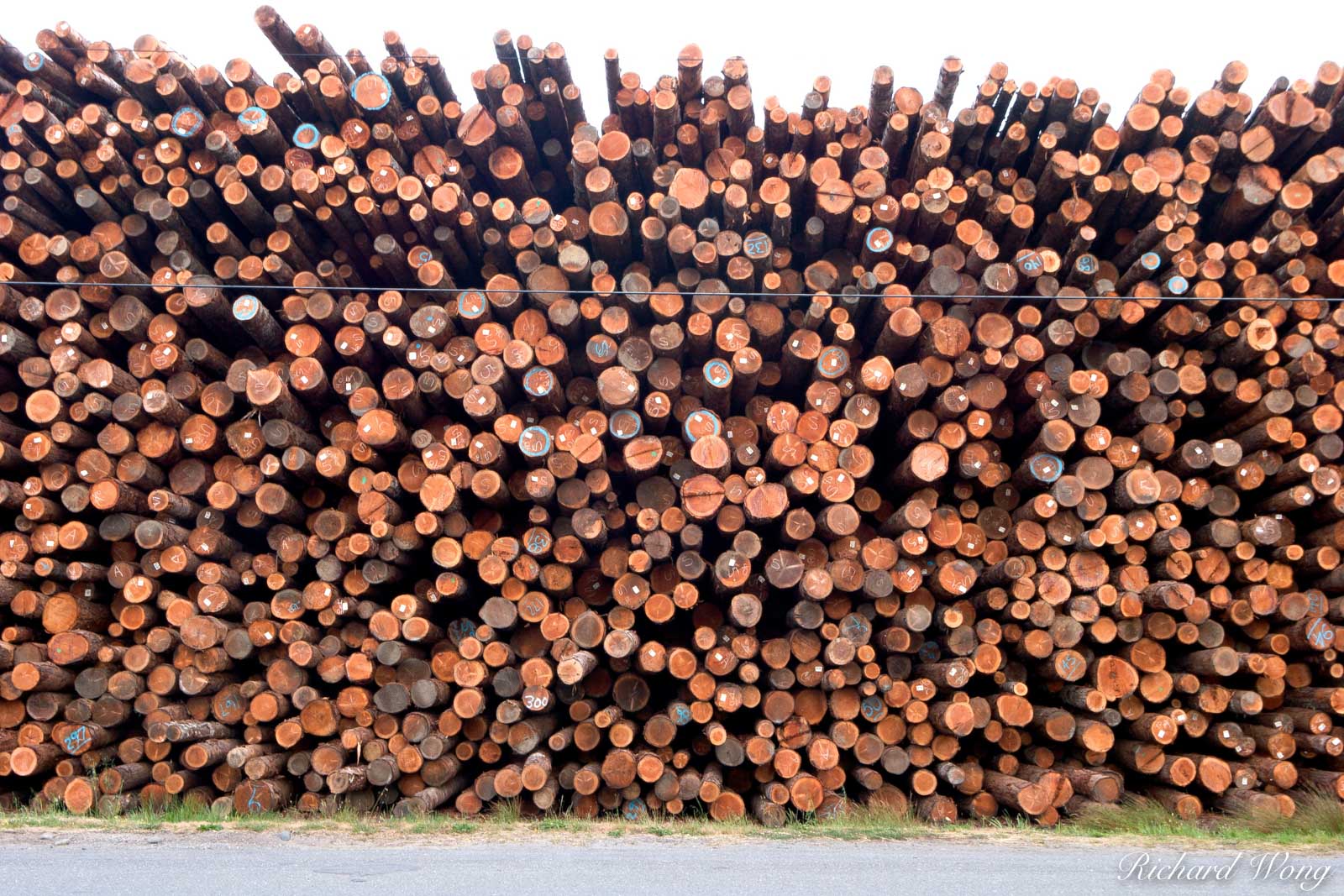 Large Stack of Logs, Eureka, California, photo