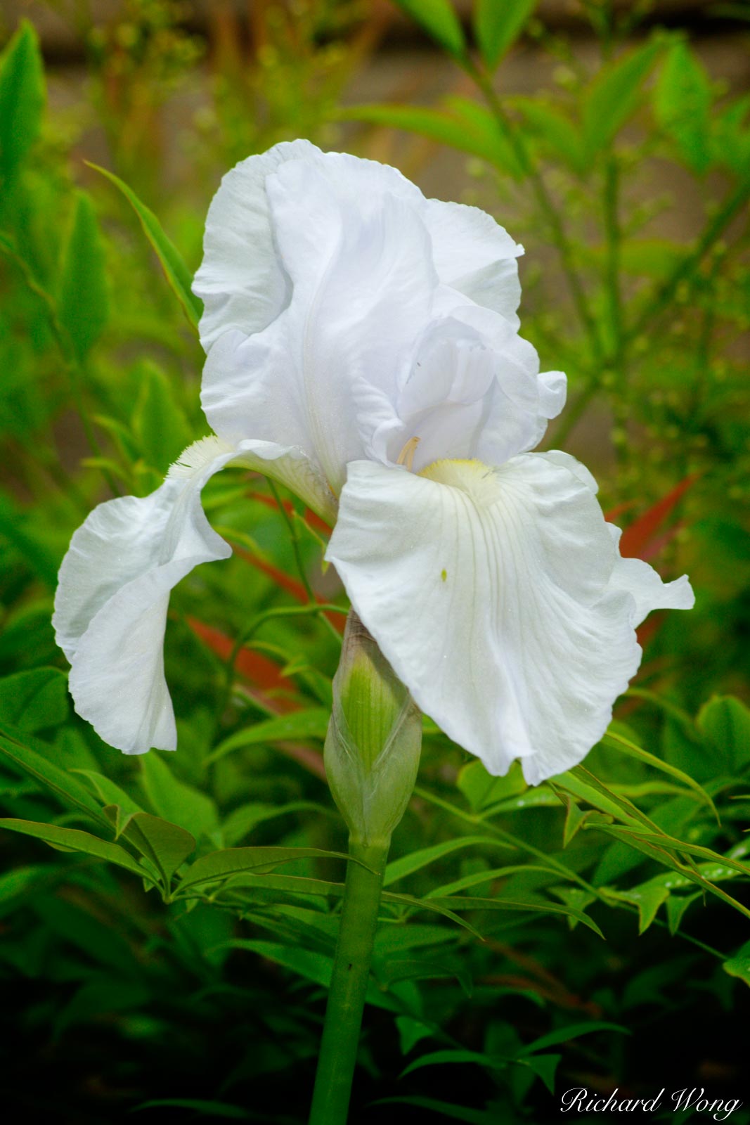 White Bearded Iris One of the more elegant types of flowers that my mom grows in her yard, I always enjoy seeing her bearded...