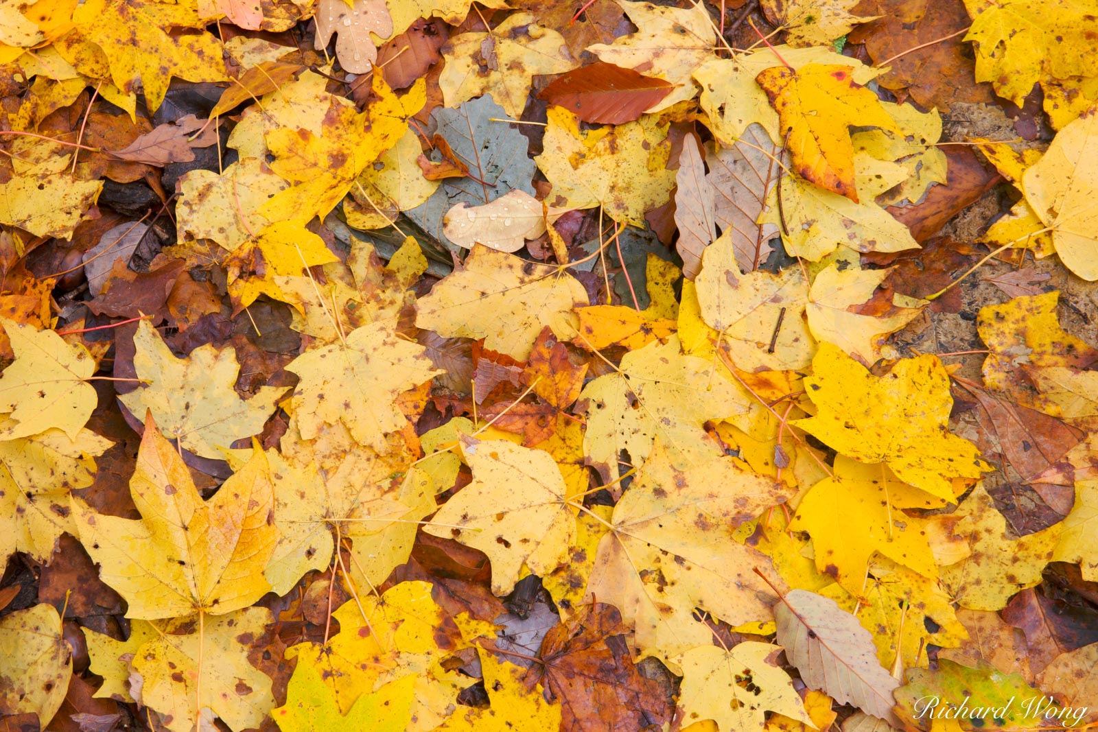 Fallen Yellow Autumn Leaves, Bernheim Forest, Kentucky, photo