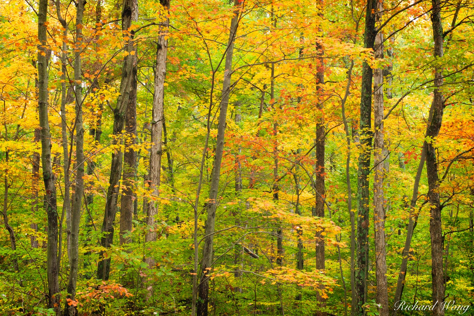 Bernheim Forest Fall Colors, Bullitt County, Kentucky