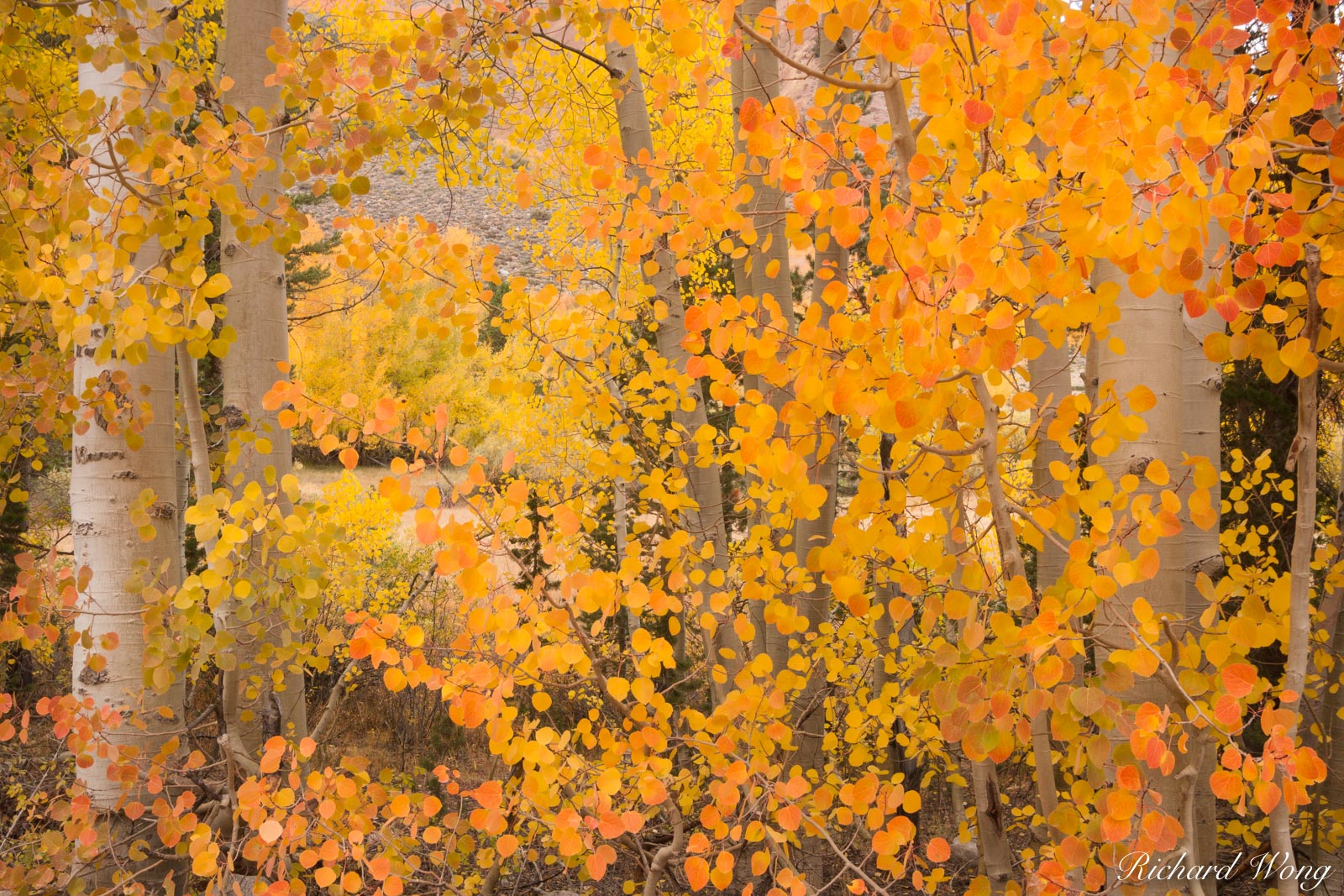 Aspen Trees at North Lake, Eastern Sierra, California