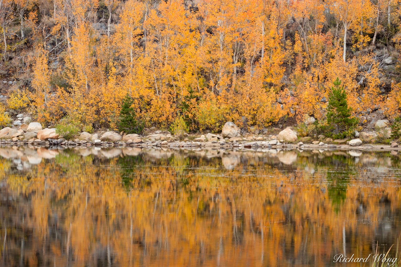 North Lake Fall Color Reflections, Inyo National Forest, Californi