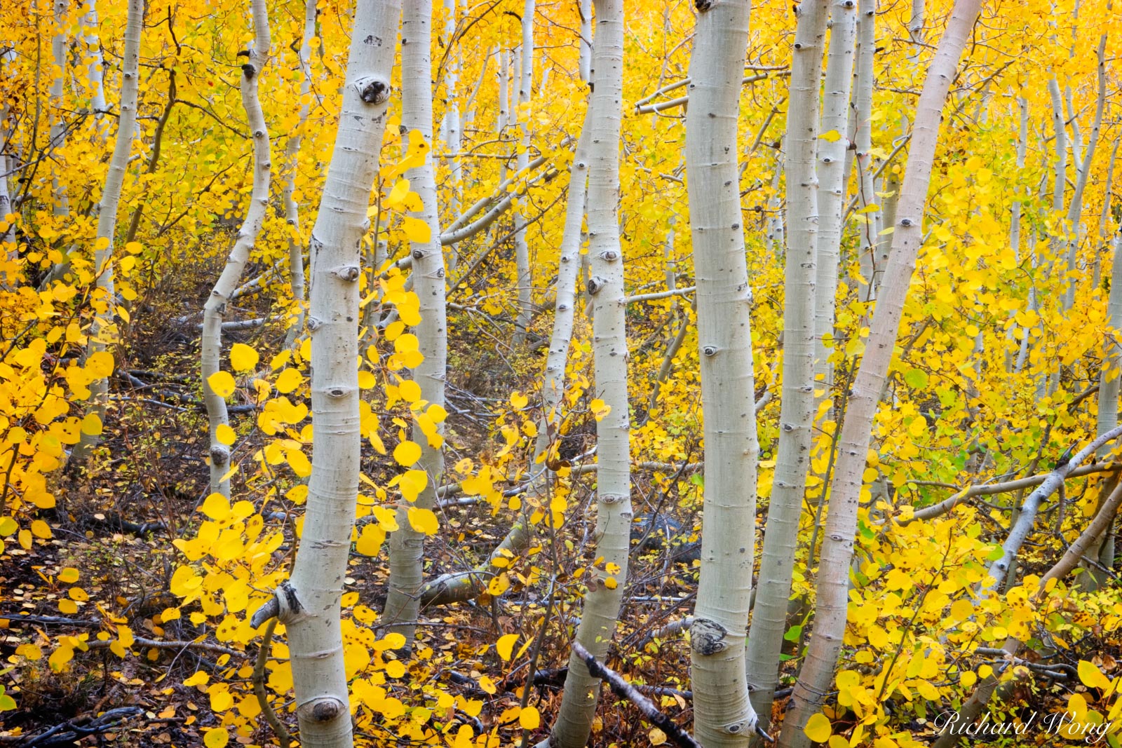 Aspen Trees Fall Foliage, South Fork Bishop Creek, Eastern Sierra, California