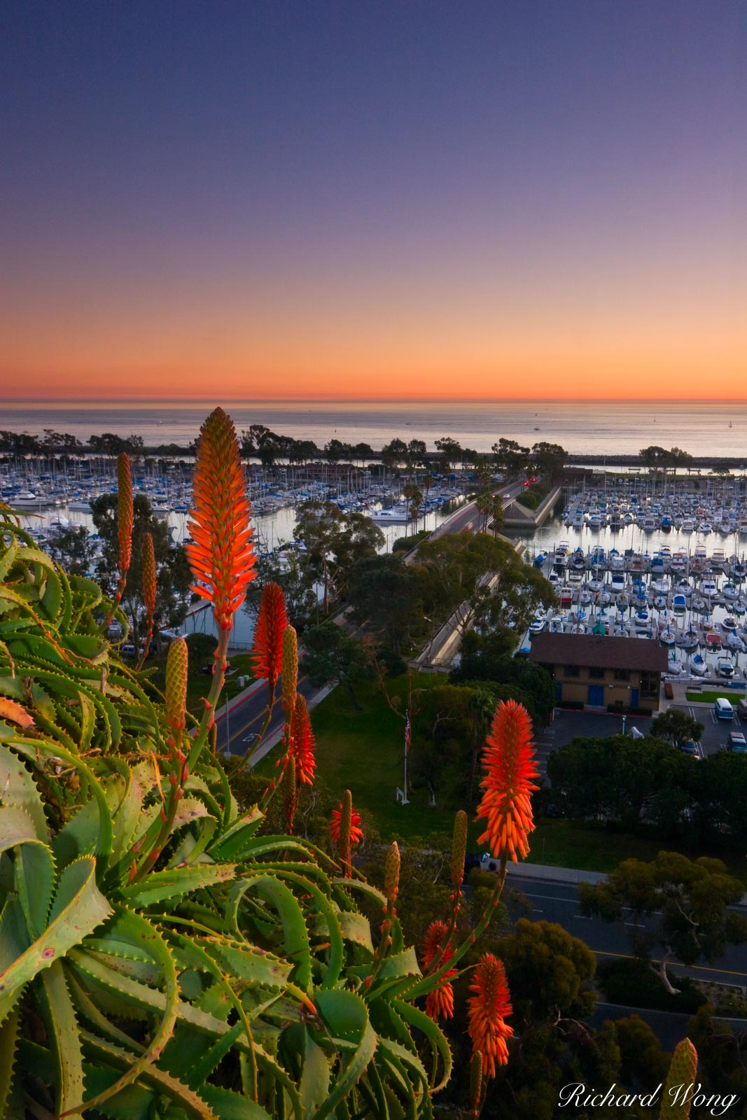 Aloe Vera Flowers and Dana Point Harbor Scenic Vista, Orange County, California, photo