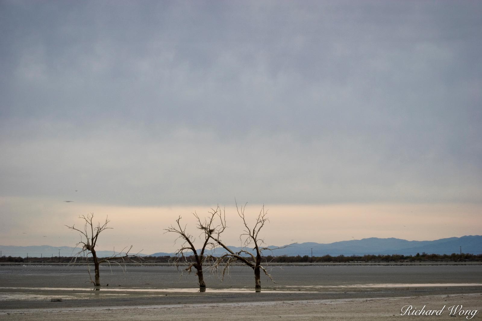 Dead Oak Trees, Sonny Bono Salton Sea National Wildlife Refuge, California