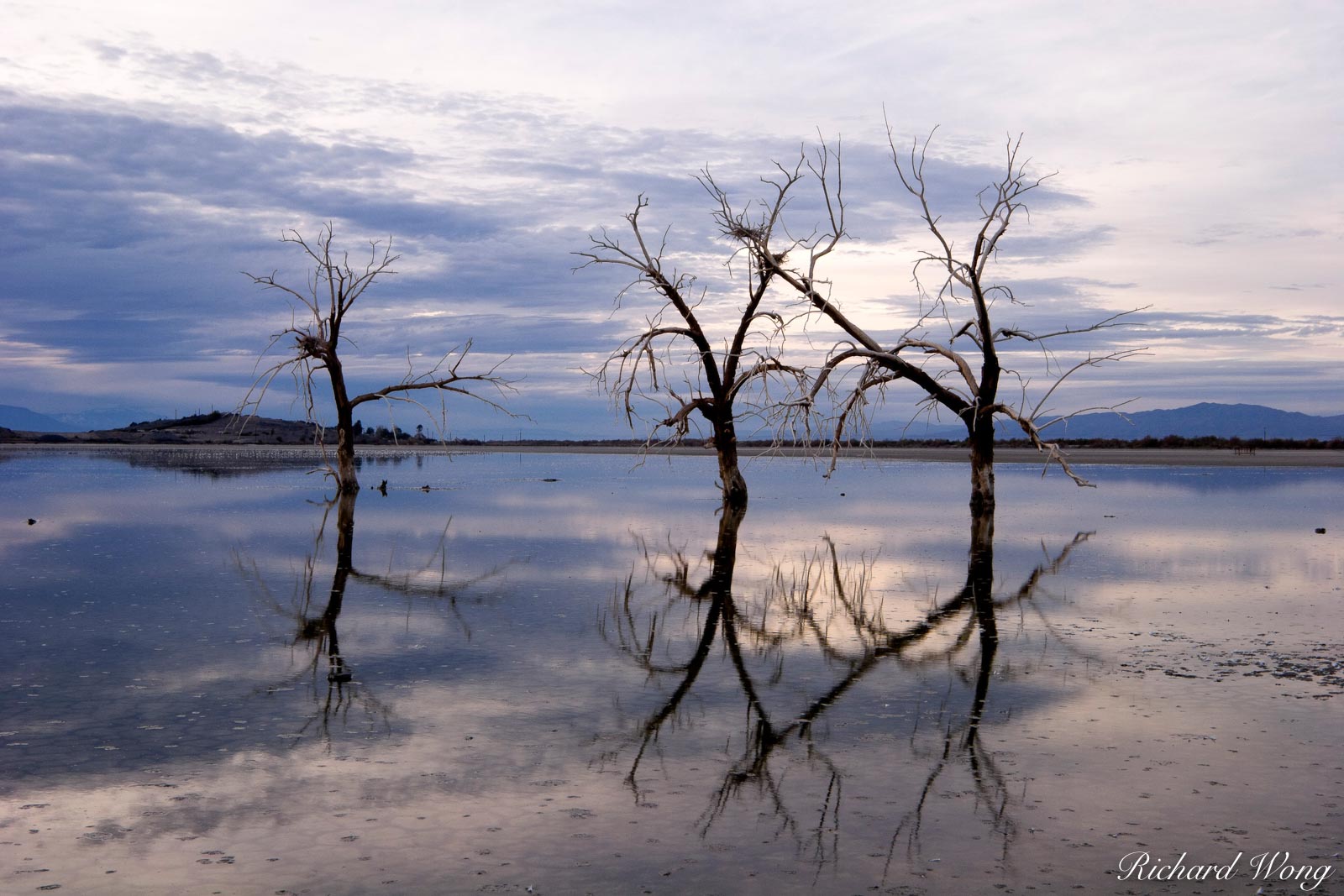 Dead Oak Trees, Sonny Bono Salton Sea National Wildlife Refuge, California