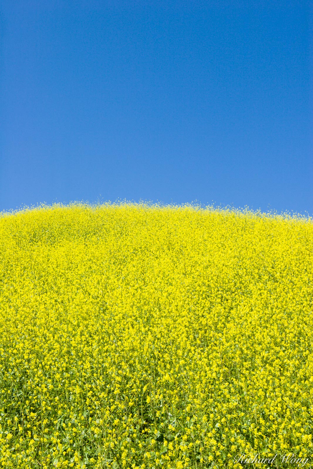 Chino Hills State Park Spring Mustard Flowers, Southern California